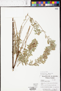 Lespedeza capitata image