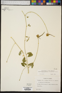 Strophostyles umbellata image