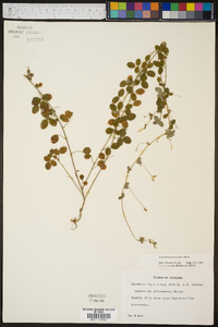 Lespedeza procumbens image