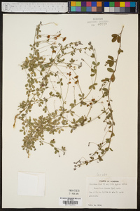 Lespedeza repens image