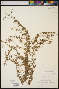 Lespedeza repens image