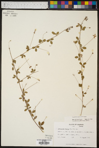 Lespedeza repens image