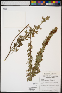 Lespedeza stuevei image