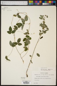 Lespedeza stuevei image