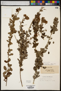 Lespedeza stuevei image