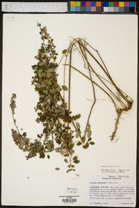 Lespedeza violacea image