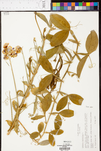 Lathyrus latifolius image