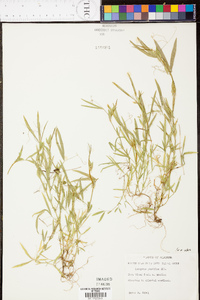 Lathyrus pusillus image