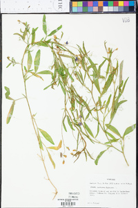 Lathyrus hirsutus image