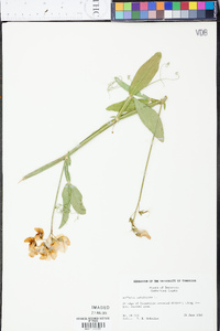 Lathyrus latifolius image