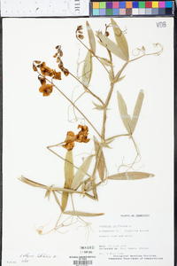 Lathyrus latifolius image