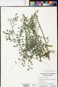 Indigofera caroliniana image