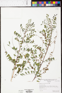 Indigofera caroliniana image