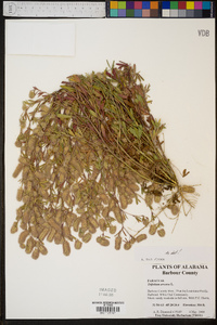 Trifolium arvense image