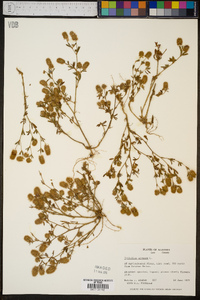 Trifolium arvense image