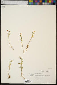 Trifolium dubium image