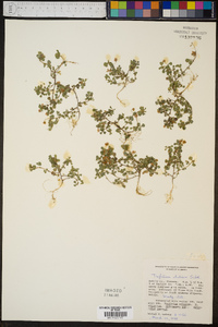 Trifolium dubium image