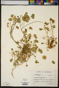 Trifolium hybridum image