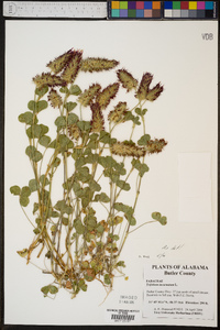 Trifolium incarnatum image