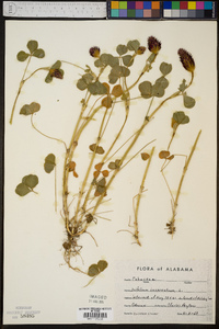 Trifolium incarnatum image