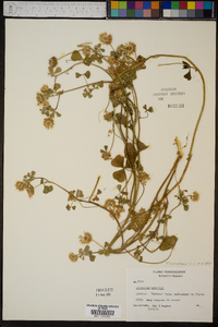 Trifolium nigrescens image