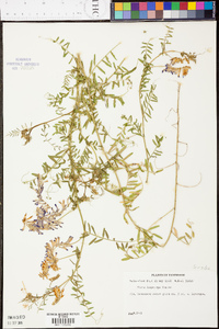 Vicia villosa subsp. varia image