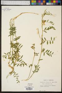 Vicia caroliniana image