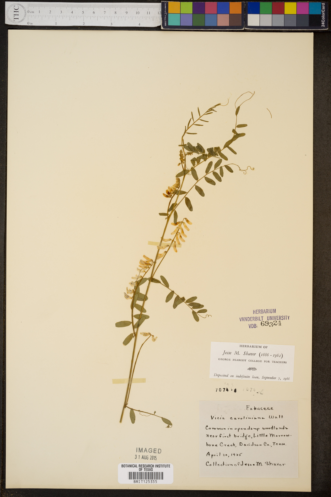 Vicia caroliniana image