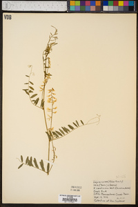 Vicia caroliniana image