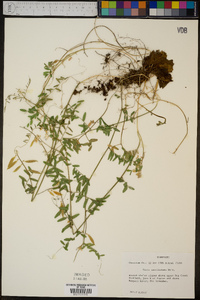 Vicia caroliniana image