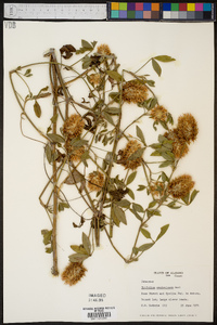 Trifolium vesiculosum image