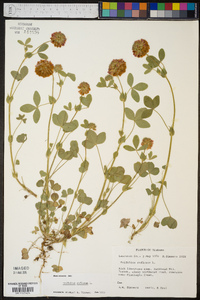 Trifolium reflexum image