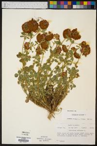 Trifolium reflexum image