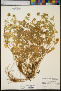 Trifolium lappaceum image