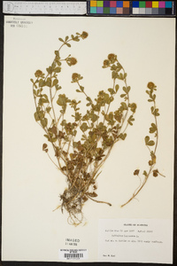 Trifolium lappaceum image