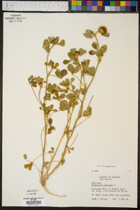 Trifolium lappaceum image