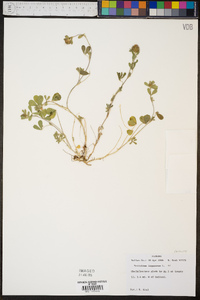 Trifolium lappaceum image