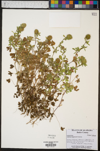 Trifolium lappaceum image