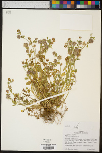 Trifolium resupinatum image