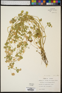 Trifolium nigrescens image