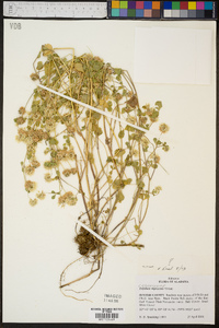 Trifolium nigrescens image