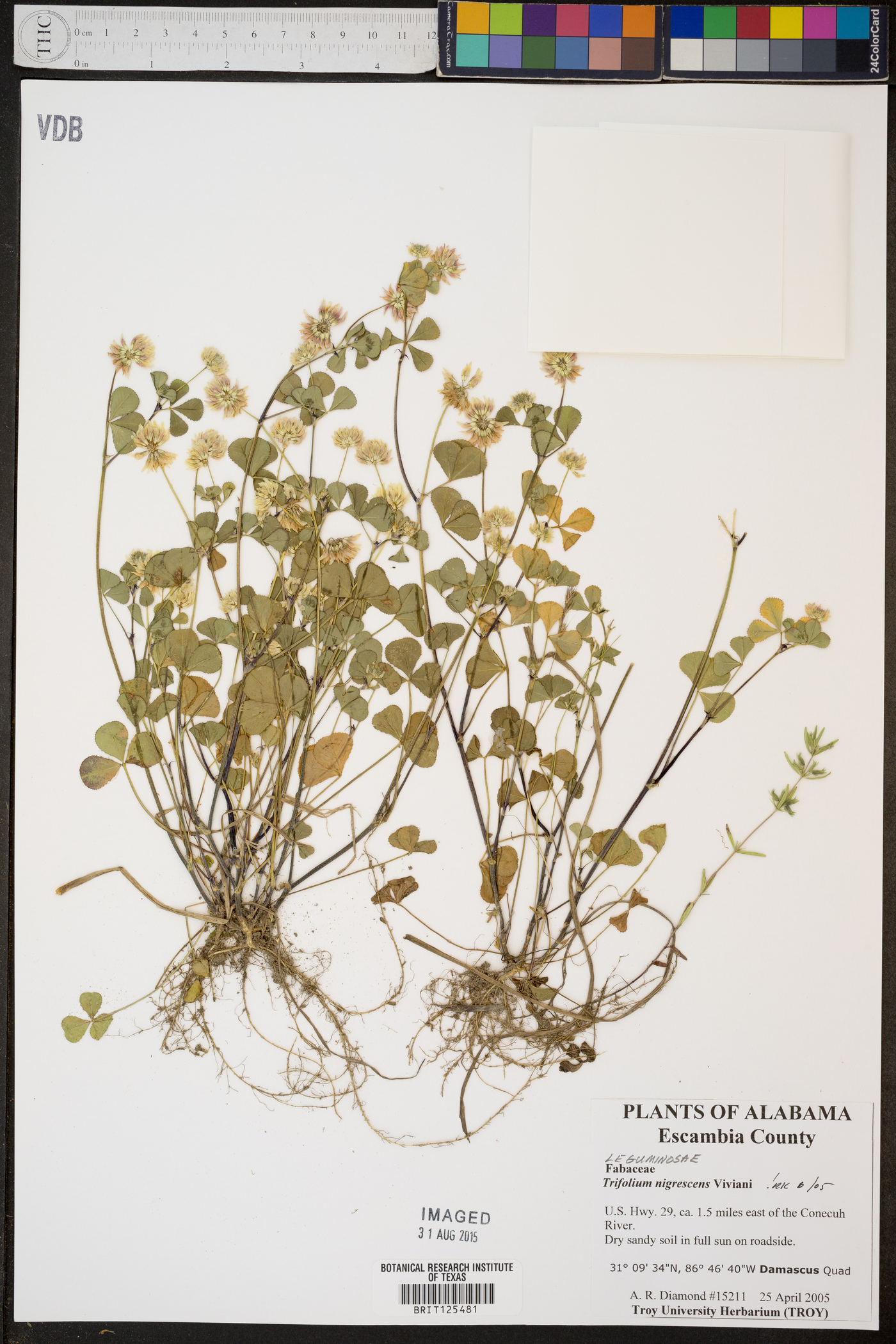 Trifolium nigrescens image