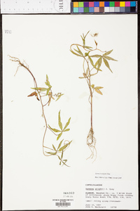 Ipomoea wrightii image