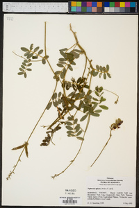 Tephrosia spicata image