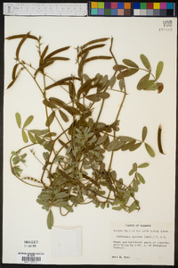 Tephrosia spicata image