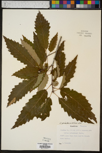 Quercus prinoides image