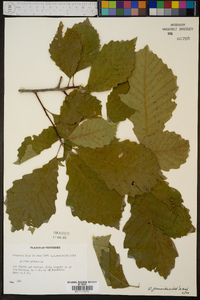 Quercus prinoides image