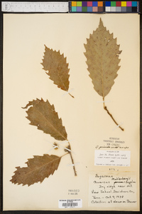 Quercus prinoides image