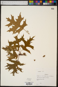 Quercus palustris image