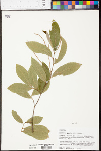 Castanea pumila var. pumila image